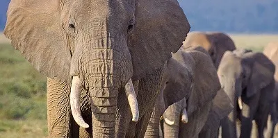 Elephant family walking in a row through nature